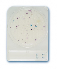 compact_dry_ec_ecoli_es_coliform_teszt.jpg