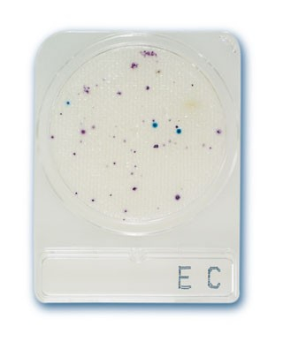 Compact Dry EC, E.Coli és coliform teszt