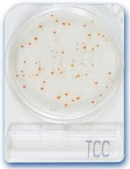 Compact Dry TCC, Tea és catechin teszt
